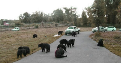 traffic was backed up for 77 miles because of this bear blockade.