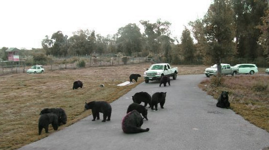 traffic was backed up for 77 miles because of this bear blockade.