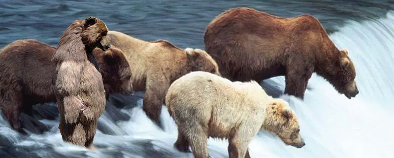 Guy in bear costume stuck with a bunch of real bears